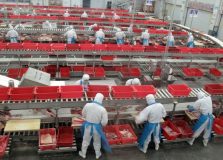 Brasil exporta mais de 100 mil toneladas de carne suína pela 1ª vez