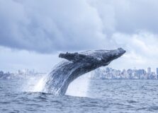 Baleias Jubarte começam a chegar no litoral da Bahia