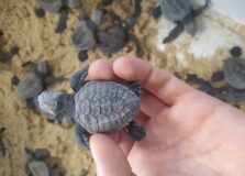 Nasceram os filhotes da tartaruga que desovou na Barra em junho