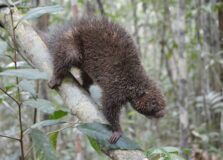 Animais silvestres recuperados em Salvador são soltos na Reserva Lontra, no agreste baiano