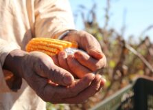 Bahia baixa ICSM em operações interestaduais de milho