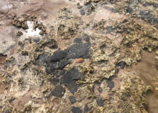 Centenas de quilos de óleo seguem sendo retiradas no litoral da Bahia