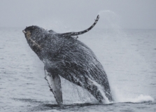 Salvador fará cruzeiro de observação de baleias-jubarte em agosto