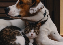 Salvador inicia vacinação antirrábica para cães e gatos na sexta-feira (20)