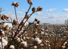 Colheita da safra de algodão na Bahia ultrapassa alta porcentagem da área plantada