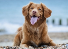 Saiba qual museu de Salvador passa a permitir o acesso de pets em seus espaços externos