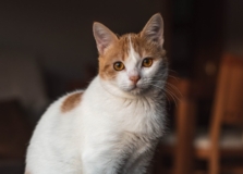 Feira de adoção responsável de gatos será promovida em Salvador