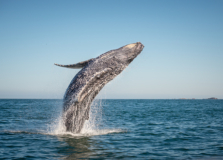 Pesquisadores coletam borrifos de baleias jubarte no sul da Bahia. Entenda!