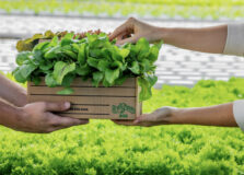 Salvador terá sua primeira fazenda urbana já em outubro