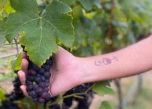 Chapada Diamantina sediará  curso sobre produção de vinhos
