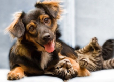 Pandemia faz crescer o número de adoção de pets e impulsiona ramo veterinário