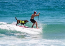 Bono, o cão surfista, curte praias paradisíacas da Bahia