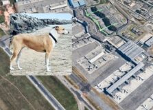 Cadela desaparece entre conexões da Gol no aeroporto de Guarulhos