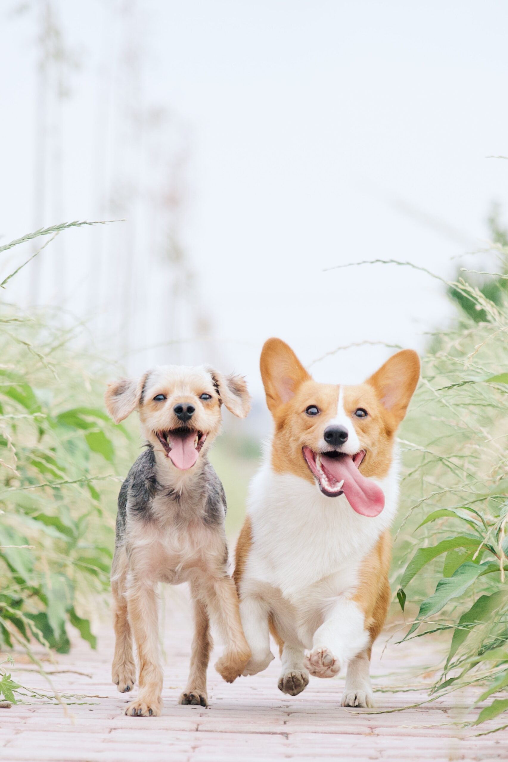 Imagem de Cachorros. Foto: Reprodução.