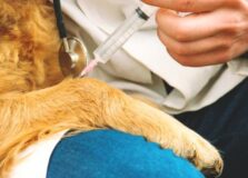 Pets serão vacinados gratuitamente contra raiva em shopping de Salvador
