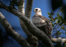 Maior águia das Américas é fotografada na Bahia