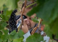Visitantes da Vinícola UVVA poderão participar da colheita com a ‘Experiência Vindima’