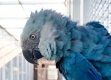 Ararinhas-azuis são soltas na Bahia após duas décadas de extinção