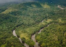 Bahia segue como um dos estados com maior índice de desmatamento da Mata Atlântica