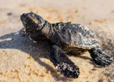 Nascimento de centenas de filhotes de tartarugas no sul da Bahia encanta especialistas