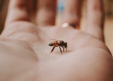 “Que zum zum zum é esse?”: Unijorge promove exposição com abelhas vivas