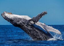 Baleias jubartes são vistas no Litoral Norte da Bahia