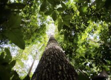 Estudo revela megadiversidade no bioma amazônico e surpreende