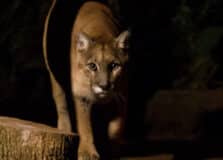Zoológico de São Paulo abre para visitação noturna durante o mês de julho