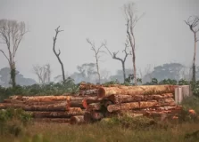 The Guardian chama atenção para desmatamento recorde da Amazônia
