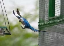 Doze ararinhas-azuis são soltas na natureza, no sertão baiano