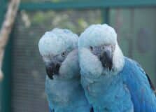 Brasil vai receber mais de 30 ararinhas-azuis após duas décadas de extinção na natureza