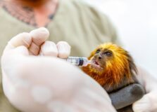 Projeto Porto Sul é selecionado para Fórum do Ibama