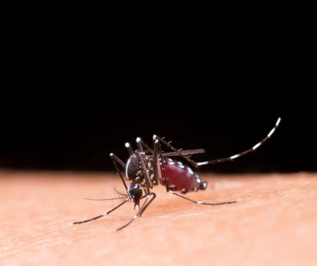 Mosquito da dengue. Foto: Freepik.