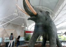 Museu Geológico da Bahia completa 48 anos de história