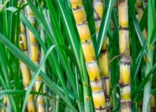 Safra de cana-de-açúcar é estimada em milhões de toneladas. Veja os números!