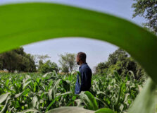 Banco do Desenvolvimento eleva investimentos no Agro