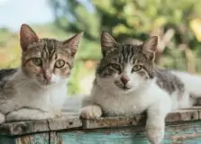 Feira de adoção de gatos será realizada em Salvador