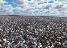 Bahia deve avançar na produção de grãos em milhões de toneladas. Veja números!