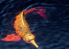 Plataforma faz alerta sobre espécies em risco de extinção em todo país