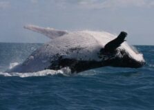 Ponto de observatório de baleias jubarte será aberto em Salvador