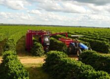 PIB do agronegócio baiano cresceu no último ano