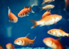 Estado de Nervos – Atenção investidores! Tem peixe fora d’água…