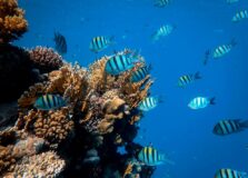 Estado de Nervos – Atenção investidores! Tem um peixe fora d’água… II