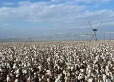 Safra de grãos na Bahia apresentará crescimento em 2025; estimam pesquisas