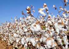 Brasil assume liderança mundial na exportação de algodão e Bahia tem destaque