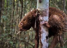 Espécie ameaçada de extinção é solta em reserva na Bahia