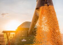 Bahia lidera produção de grãos no Nordeste. Veja números!