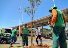 Corredor Verde começa o plantio de árvores em pontos de Salvador