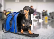 Governo federal anuncia novas regras para o transporte aéreo de pets