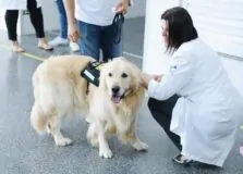 Hospital Municipal de Salvador recebeu visita de cão-terapeuta